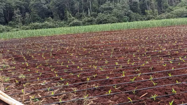 La jícama traída del centro del país podría alcanzar hasta 5 kilos en el ejido Othón Pompeyo Blanco.
