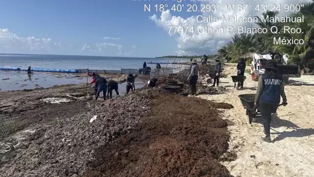 Autoridades federales recolectan toneladas de sargazo en Quintana Roo
