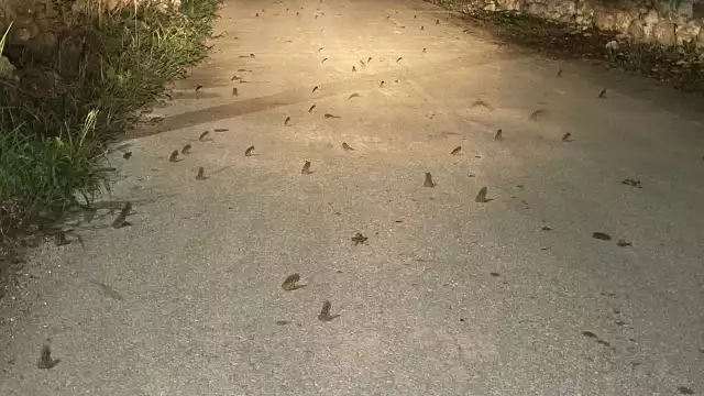 Se ha visto a un gran número de anfibios por las recientes lluvias en Sinanché