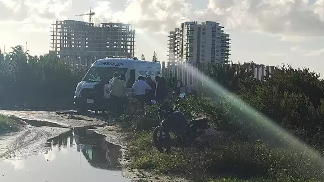 Frente a la playa del Cetmar 17 encontraron órganos de una especie, probablemente de un delfín