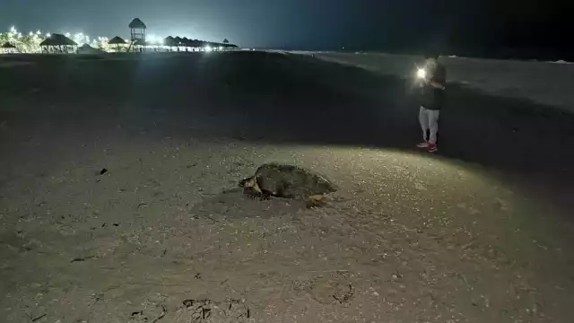 Personas grabaron a la tortuga y echaron agua en su proceso de anidación