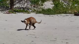 Aumentan garrapatas y pulgas con la llegada del calor.Aumentan garrapatas y pulgas con la llegada del calor.
