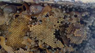 Robo de colmenas al Sur de Mérida destapa red de tráfico de abejas mayas en la Península de Yucatán