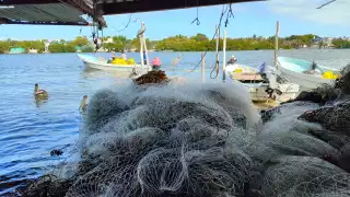 El camarón siete barbas, sustento clave para el sector pesquero de Campeche