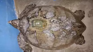 Tras 8 años de viaje regresa "Carmen" a la playa San Lorenzo en Campeche