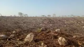 Frenan ecocidio en Baca: Empresario ordena  la tala ilegal de tierras ejidales
