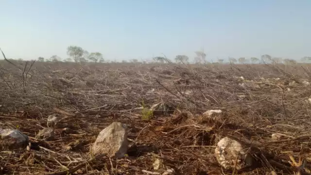 Ejidatarios sorprendieron a trabajadores que con maquinaria pesada devastaban varias hectáreas