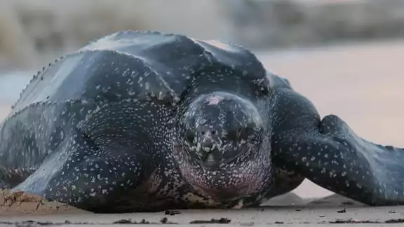 Aunque la especie no suelen anidar en playas de Yucatán, las aguas del estado forman parte de su ruta migratoria Aunque la especie no suelen anidar en playas de Yucatán, las aguas del estado forman parte de su ruta migratoria
