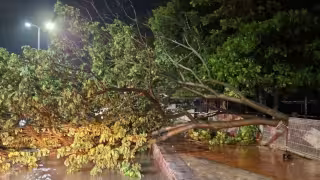 Lluvias provocan caída de frondoso árbol en el Parque Costero 500 del malecón de Champotón