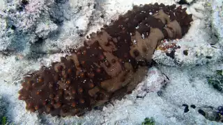 Pepino de mar, de “mina de oro” a especie que lucha por sobrevivir en Yucatán