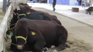 Reportan ataques de  murciélagos vampiros en ganado del  Oriente de Yucatán 