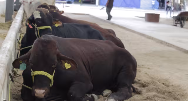 La Ugroy realiza encuentros con ganaderos para detección temprana y capacitación sobre tratamientos