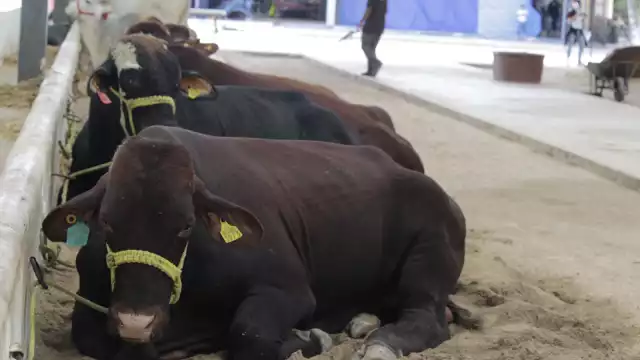 La Ugroy realiza encuentros con ganaderos para detección temprana y capacitación sobre tratamientos