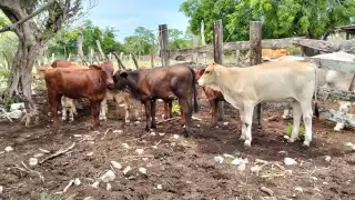 Ganaderos de Tenabo agradecen al dios Chac por lluvias que fortalecen al sector