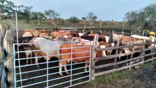 Nueva alerta sanitaria en Atasta: Confirman cuatro casos de rabia bovina    