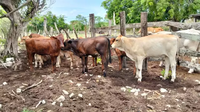 Lluvias benefician al hato ganadero en Tenabo: pasto abundante y esperanza en el campo