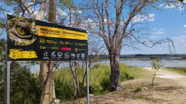 Autoridades y colectivos ambientales instalaron señaléticas en ejidos de Escárcega ante el aumento de avistamientos de cocodrilos