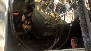 Bomberos salvan a perros husky tras quedar atrapados en registro eléctrico de Playa del Carmen