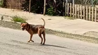 Preocupa incremento de perros callejeros en Champotón; la mayoría tiene Tumor Venéreo Transmisible