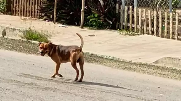 Asociación “Patitas Champotón” advierte sobre crisis sanitaria canina Asociación “Patitas Champotón” advierte sobre crisis sanitaria canina