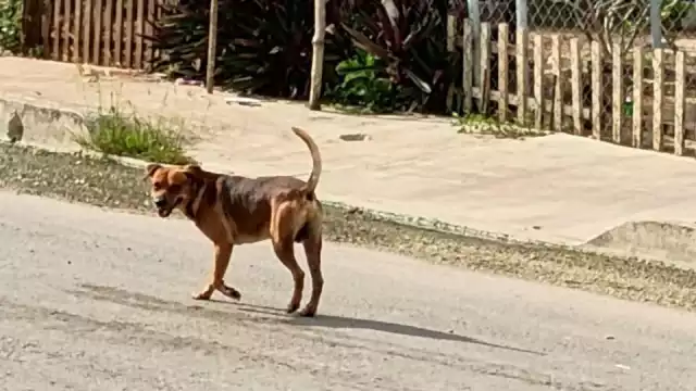 Asociación “Patitas Champotón” advierte sobre crisis sanitaria canina