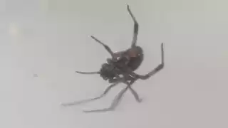 La viuda negra es peligrosa debido a que es venenosa