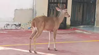 Venado desorientado apareció en la intersección de Avenida Juárez y Calle 30, en la Colonia Centro de Playa del Carmen.