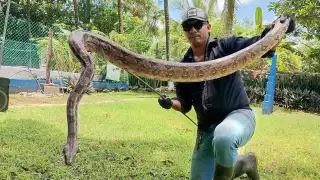 El dueño de un rancho en Tizimín hizo el reporte, pues la boa se había comido a sus gallinas