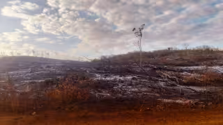 Un cocodrilo de gran tamaño fue hallado muerto y en avanzado estado de descomposición en la carretera federal Campeche–Champotón.