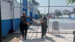 Elementos de seguridad del municipio ponen a salvo a un can y a sus 6 cachorros en la Pablo Moreno