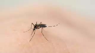 Dengue en Yucatán: Tres plantas para repeler a los mosquitos