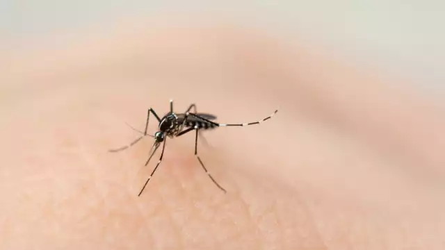 Los casos de dengue han disminuido en Yucatán