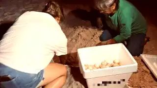 Saquean al menos 15 nidos  de tortuga, en Puerto Morelos durante la temporada de desove