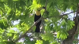 Vecinos de Champotón protegen a tucanes que llegaron a anidar en zona urbana; piden reubicarlos