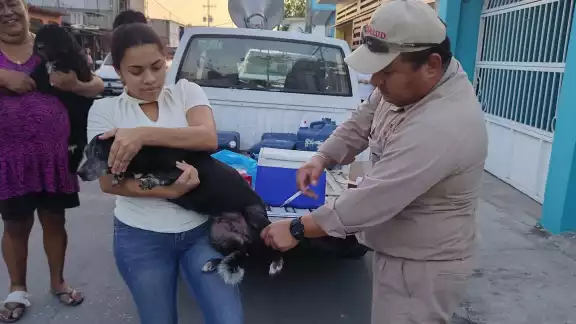 La Secretaría de Salud de Campeche realizará este jueves 16 de octubre una jornada intensiva de vacunación antirrábica para perros y gatos. La Secretaría de Salud de Campeche realizará este jueves 16 de octubre una jornada intensiva de vacunación antirrábica para perros y gatos.