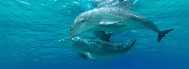 El cetáceo dio un enorme salto y cayó en una embarcación en Cozumel