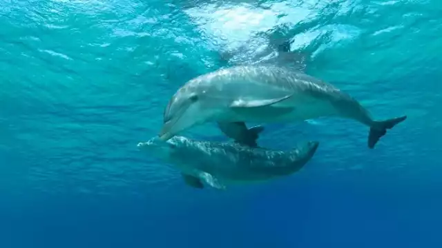 El cetáceo dio un enorme salto y cayó en una embarcación en Cozumel