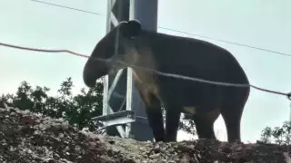 Avistamiento de tapir cerca del tramo 6 del Tren Maya