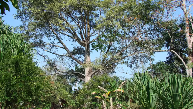 La ceiba o yaaxché, simboliza la conexión entre los tres niveles del universo el cielo, la tierra y el inframundo