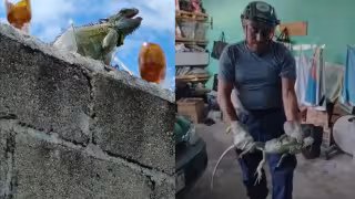 El reptil se refugió en la cocina y adoptó una postura defensiva, por lo que la familia pidió auxilio al 911