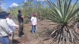 Sahcabá busca revivir el “oro verde”: artesanos impulsan nueva era del henequén en Yucatán