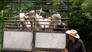 Gusano Barrenador gana terreno en Yucatán con tres nuevos casos de miasis en una semana