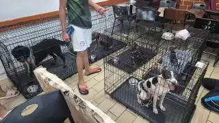 Temporada de huracanes en Quintana Roo: Habilitan en  15 refugios temporales para habitantes y mascotas 