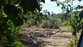 Entre los árboles derribados habían especies protegidas, como la caoba