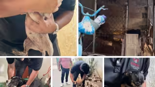 Sanciones por maltrato animal podrían alcanzar hasta nueve años de prisión