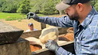  Piden resguardar al hato en Campeche  para evitar   rabia transmitida por murciélagos