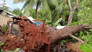Personal de Protección Civil retiró las ramas de un árbol de mango que cayó sobre una calle de la colonia San Juan