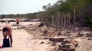 Quintana Roo registra pérdida de 82 mil hectáreas de manglar