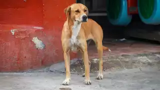 Los casos de parvovirus en Yucatán se han registrado en su mayoría en cachorros