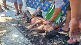 Menores de edad localizan a abuelito que permanecía perdido en Chicxulub